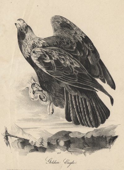 Golden Eagle (Litho by J.T. Bowen, from 